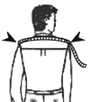 Width of Shirt Shoulder